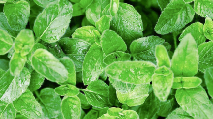 oregano