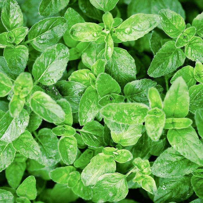 oregano
